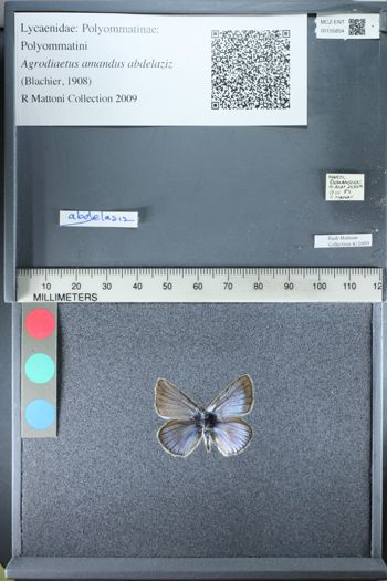 Media type: image;   Entomology 155854